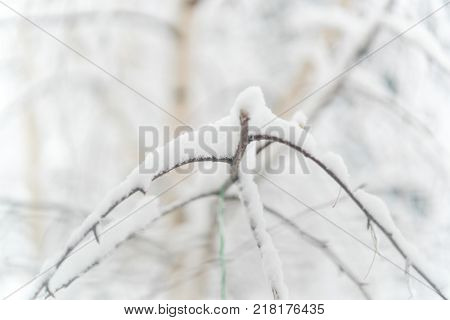 Winter snow tree branches