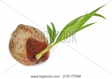 Early varieties of dwarf aromatic coconut tree (coconut perfume fragrant coconutaromatic coconut) shorter than normal plantation on white background