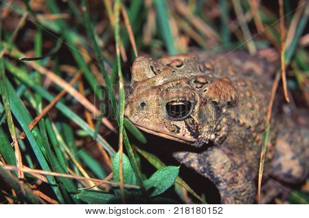American Toad (Bufo americanus) closeup in the Midwest United States
