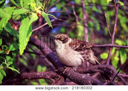 Galapagos Mockingbird (Mimus parvulus) perches on a tree branch on Santiago Island