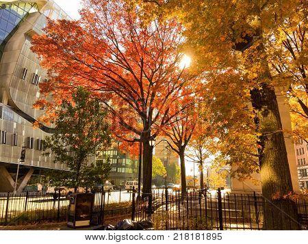 Trees in autumn at Cooper square park in warm vintage style, New York