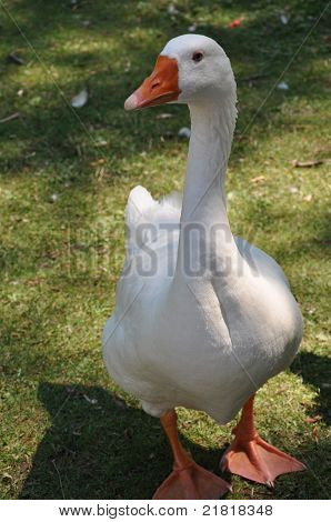 White Duck