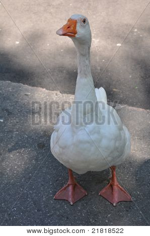 White Duck