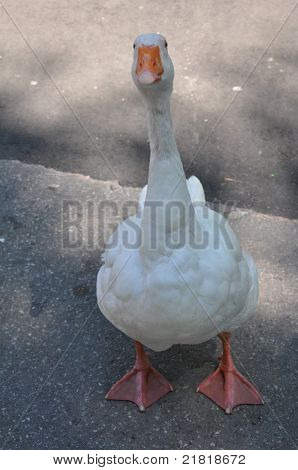 White Duck