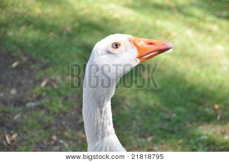 White Duck