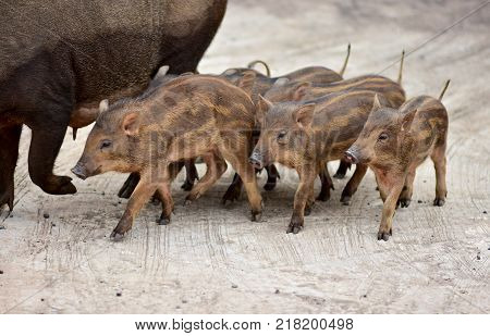 Wild boar family came into the city on the concrete road because there is nothing to eat in the forest the family wild boar.