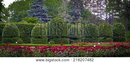 hornbeam, decorative, weeping form close up background