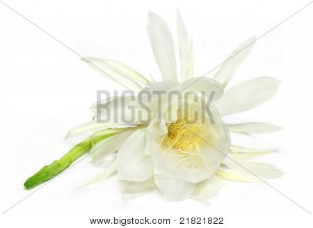 Seltene Nachtblume queen