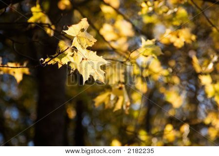 Bunter Herbst