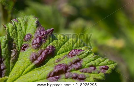 fungal disease leaves anthracnose currants close up