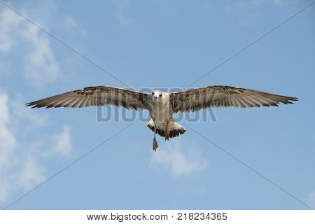 Bird fly on blue sky. sky background. Gorgeous Flight of bird with Blue sky. Seagull hovers on deep blue air. Gull hunting down fish. Flying gull chick. Gullchick Flies over Expanse air