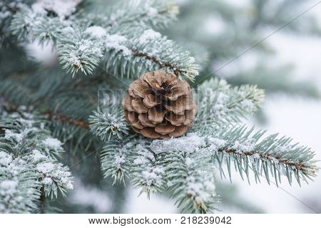 Blue Spruce Branch With Cones Covered With Snow