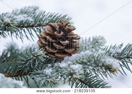 Blue Spruce Branch With Cones Covered With Snow