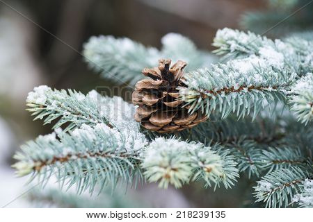 Blue Spruce Branch With Cones Covered With Snow