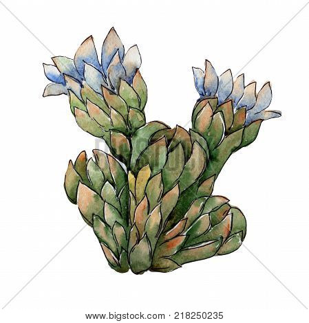 Wildflower cactus flower in a watercolor style isolated. Full name of the plant: cactus. Aquarelle wild flower for background, texture, wrapper pattern, frame or border.