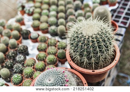 Close up of cactus in pot background, nature concept