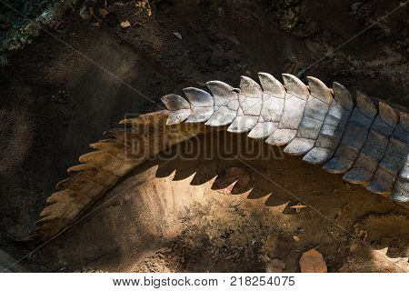 tail of a crocodile body. Old reptile resting