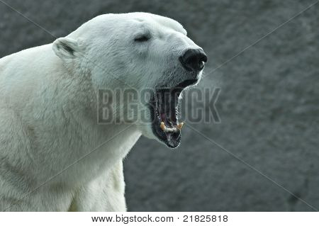 Möly jääkarhu (ursus Maritimius)