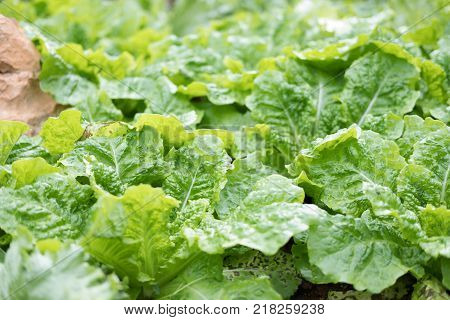 organic lettuce plant growing in vegetable garden. soil cultivation. Agricultural industry.