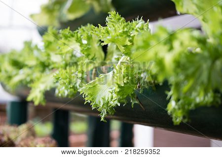 organic lettuce plant growing in vegetable garden. soil cultivation. Agricultural industry.