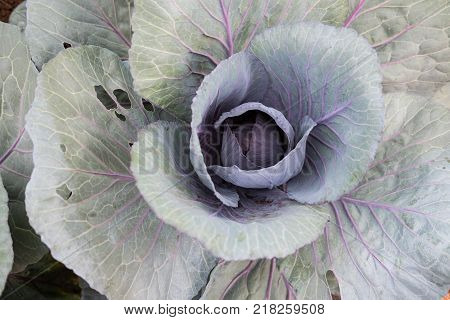 big red head cabbage in farm. plant growing in vegetable garden. soil cultivation. Agricultural industry.