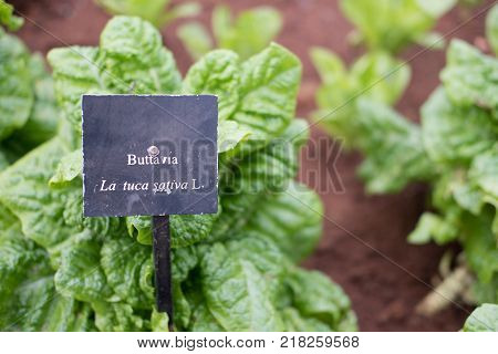 organic green buttavia lettuce, Lactuca sativa in farm. plant growing in vegetable garden. soil cultivation. Agricultural industry.