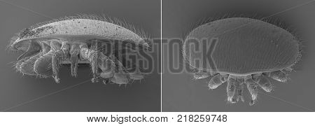 Varroa destructor bee parasite - an electron scanning microscope photo - Magnification 55x