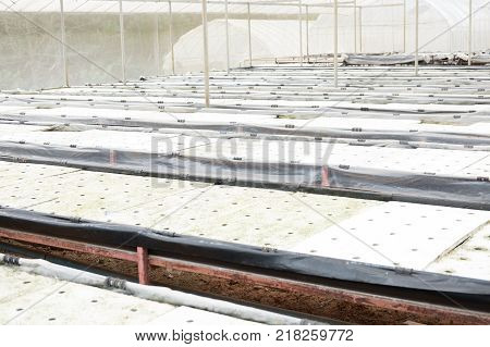 Hydroponic in farm. method of growing organic plants using nutrient in water. cultivation without soil. Agriculture and food concept.