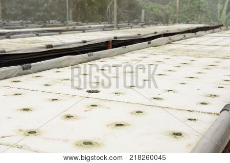 Hydroponic in farm. method of growing organic plants using nutrient in water. cultivation without soil. Agriculture and food concept.