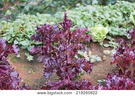organic lettuce plant growing in vegetable garden. soil cultivation. Agricultural industry.