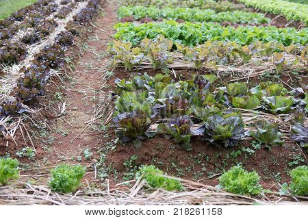 organic lettuce plant growing in vegetable garden. soil cultivation. Agricultural industry.