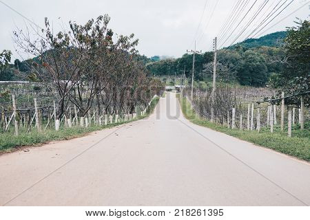 asphalt road to mountain in rural area. countryside road with trees on both sides