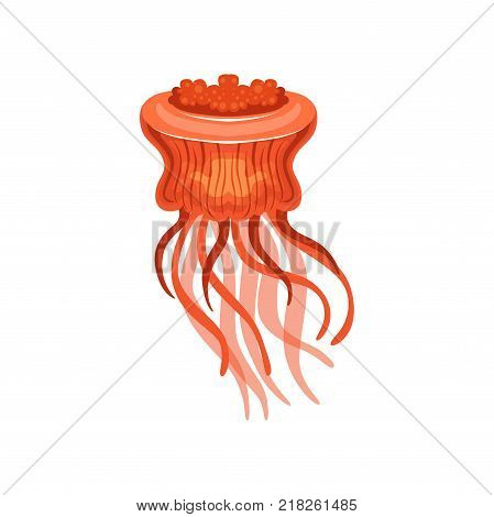 Jellyfish, chrysaora hysoscella species of underwater life vector Illustration on a white background