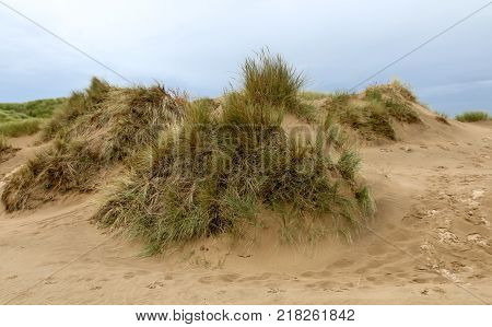 The grassy areas of the sand dunes in Formby