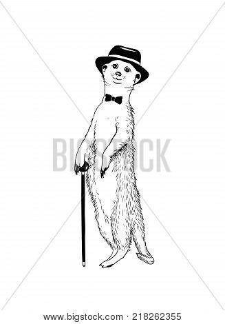 Walking gentleman meerkat. Vector hand drawn illustration