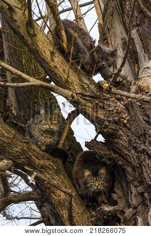 Several cats sitting on an old dry tree close up