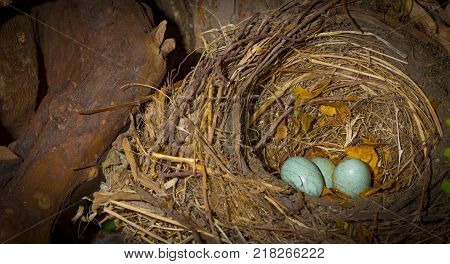 Nest of American sparrow with two blue eggs inside.
