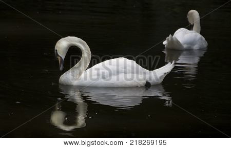 Beautiful white swan with the family in swan lake, romance, seasonal postcard, selective focus