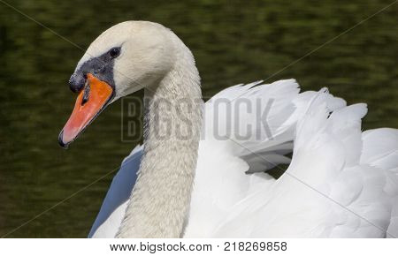 Beautiful white swan with the family in swan lake, romance, seasonal postcard, selective focus