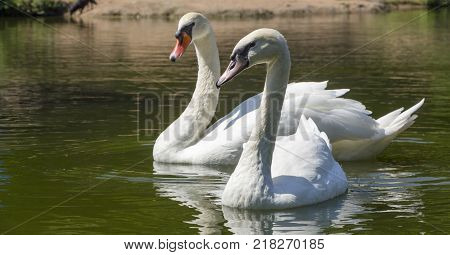 Beautiful white swan with the family in swan lake, romance, seasonal postcard, selective focus
