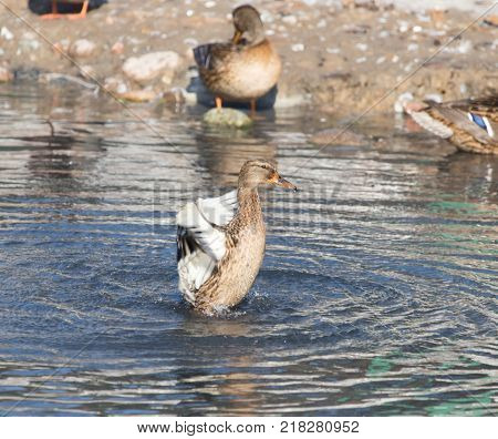 duck in the lake in nature . In the park in nature