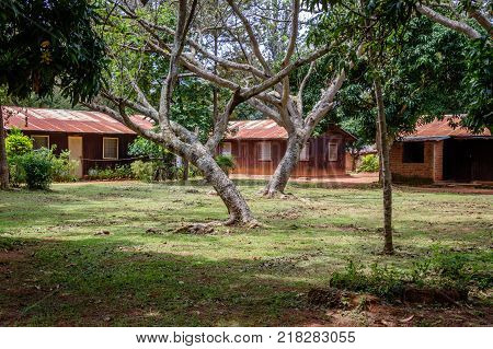Two beautiful trees in the center of a small village nearby Mbale in Uganda