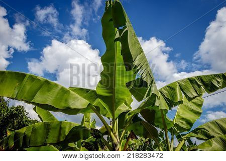 Banana Plantation in Uganda
