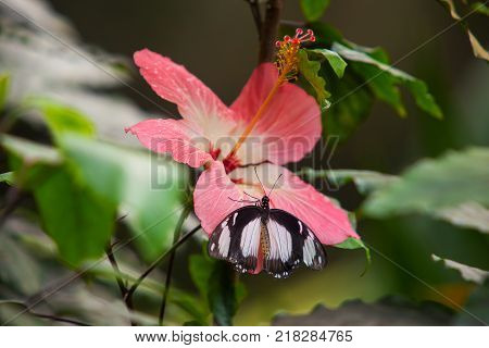 Paper Kite or Rice Butterfly, Idea leuconoe, butteflies of Thailand, Malaysia and Borneo