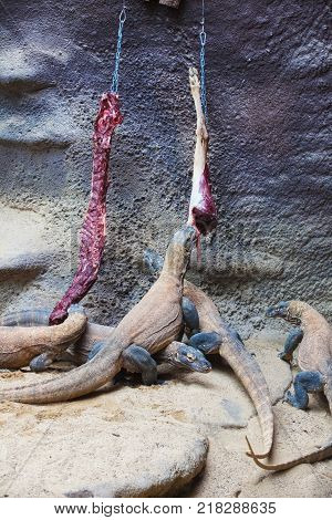 The Komodo dragon eats a deer victim