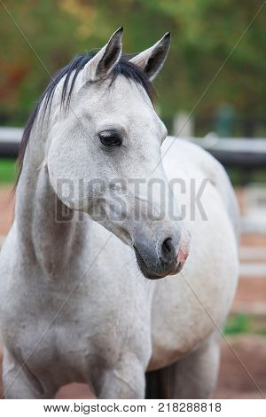 Portrait of purebred white horse in arena