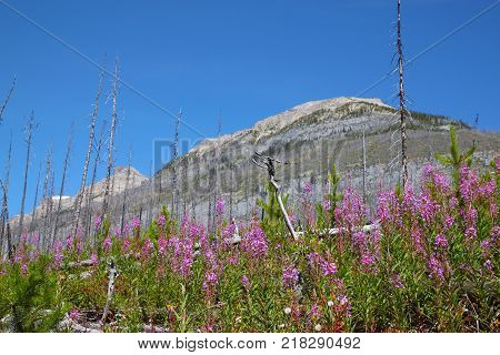Blooming pink fireweeds attest to the forest rebirth at Marble Canyon in Kootenay National Park near Banff Canada while remnants of the 2003 forest fire remain in the background with Mount Whymper rising above the rugged terrain