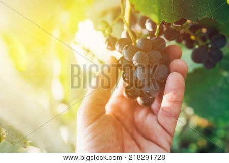 Farmer examining and picking grapes fruit grown in organic grapeyard garden male hand holding ripening fruit