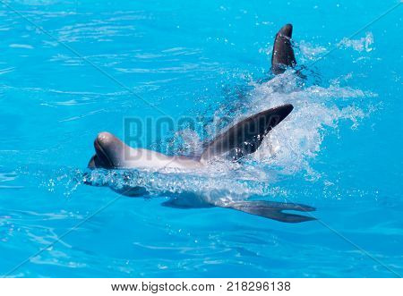 Dolphin in the pool . In the park in nature