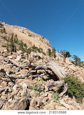 Limber Pine Grove on the North side of Sheep Mountain in the Mosquito Range Colorado.National Heritage Area with Ancient Limber Pine and Bristle Cone Pine Trees.